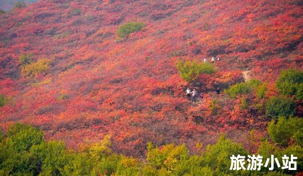 红叶满山